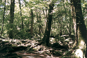 �؃������C